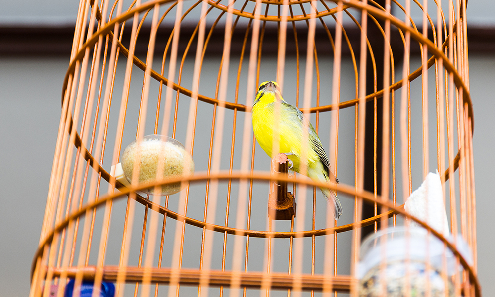 Elegir el lugar donde se va a colocar la jaula de nuestro pájaro es muy importante